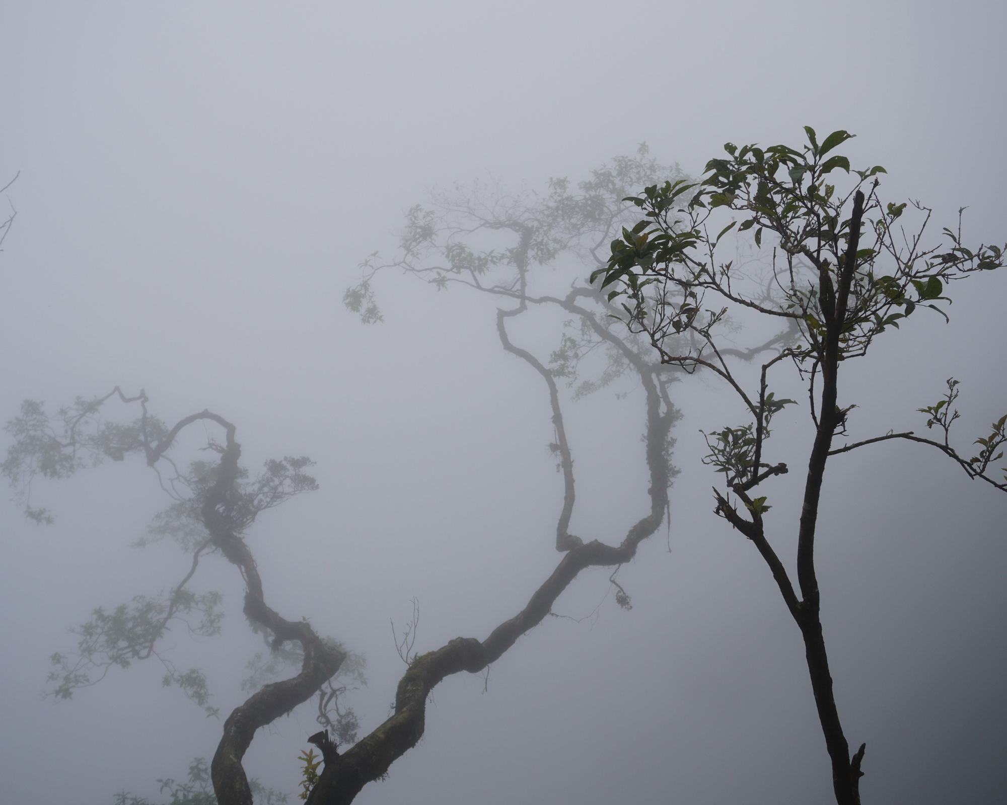 Greenish Cyan Textured Background Torn Photo Frame Moments Memories Photo Collage (6)